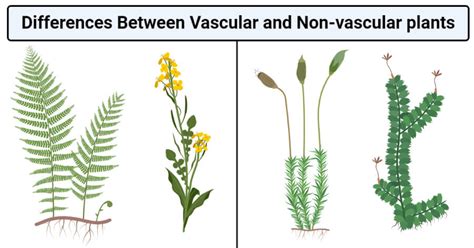 nonvascular definition|vascular plants vs nonvascular plants.